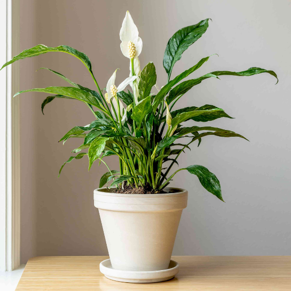 Potted Peace Lily