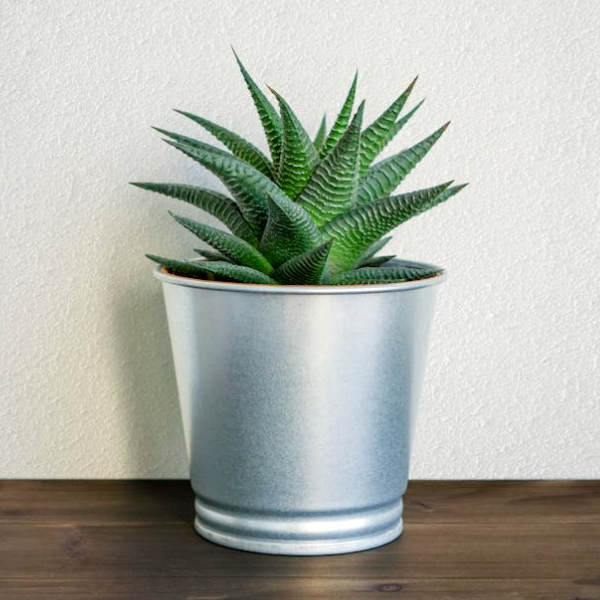 Potted Aloe Vera