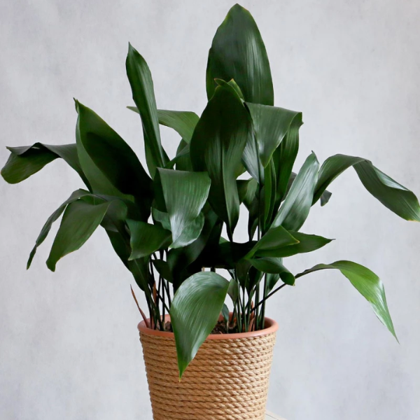 Potted Cast-iron Plant