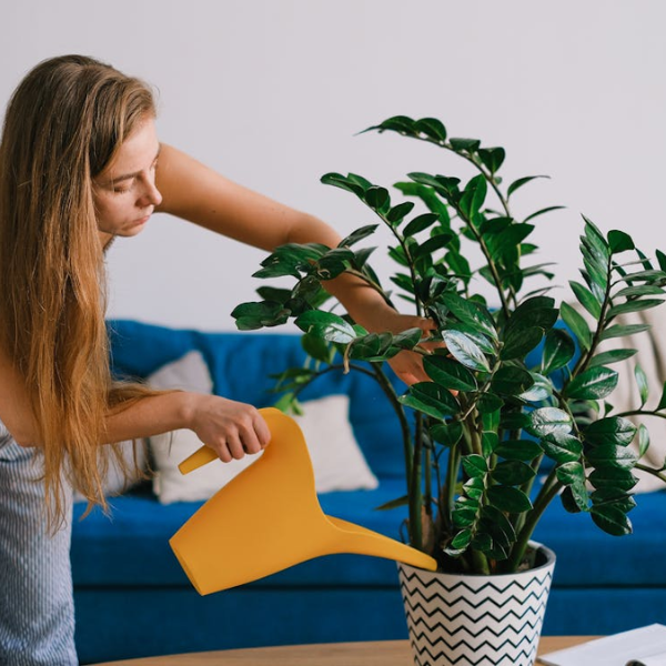 Woman caring for a ZZ plant in ger home office