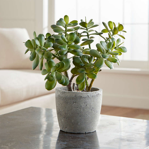 Potted Jade Plant