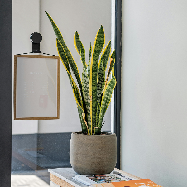 Potted Snake Plant