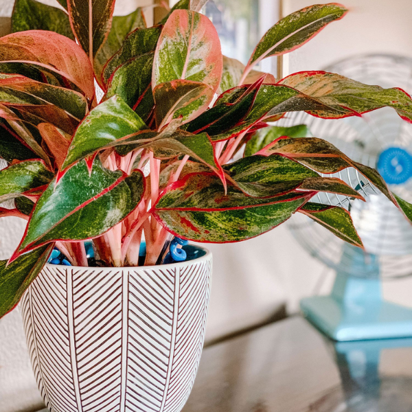 Potted Chinese Evergreen