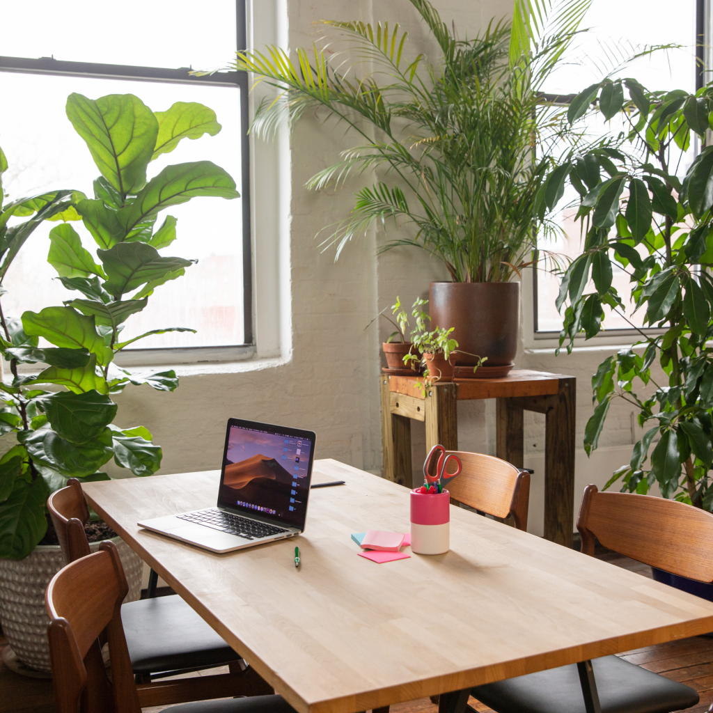 Office Plants That Are Basically&nbsp;Unkillable